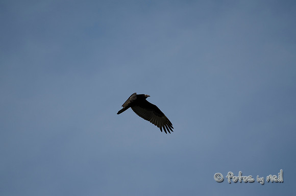 _DSC3734