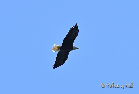 DSC_6211