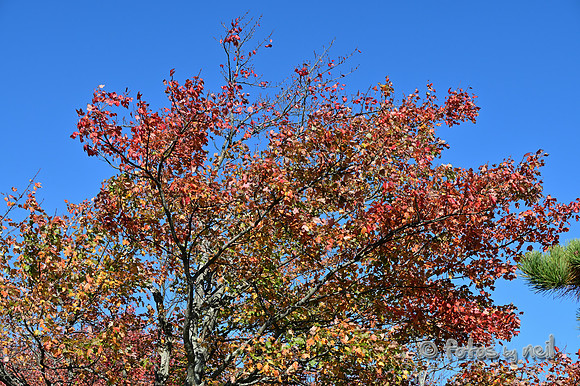 DSC_6250
