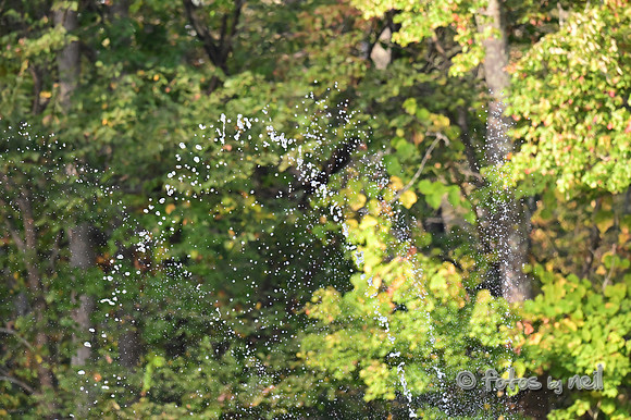 DSC_6303
