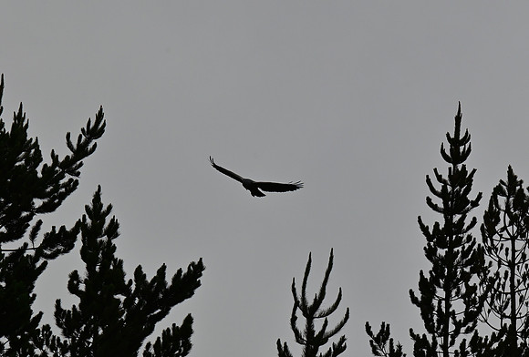 DSC_4610_02