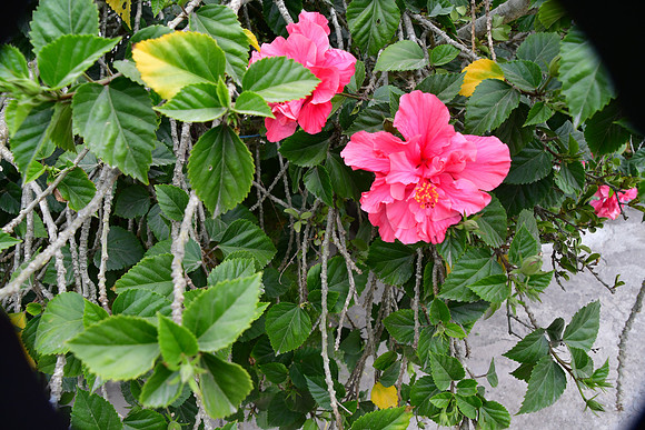 DSC_2719