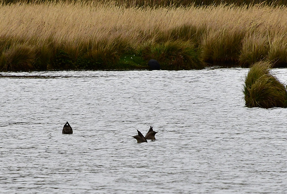 DSC_2997_01