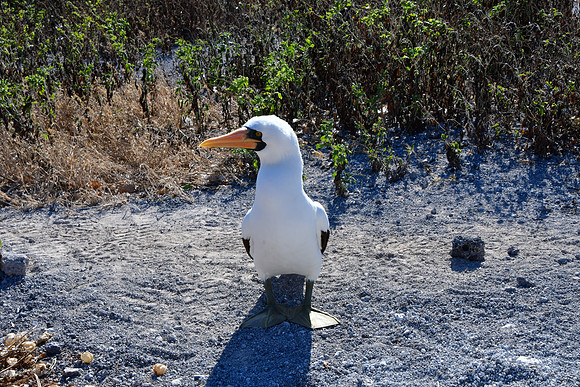 DSC_4200