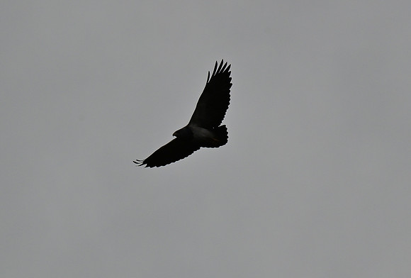 DSC_4616_02