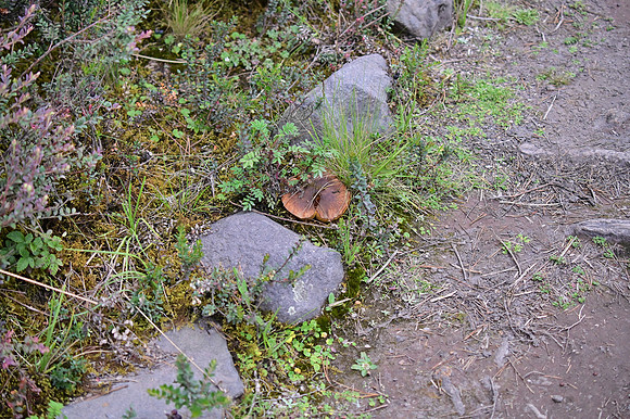 DSC_4635