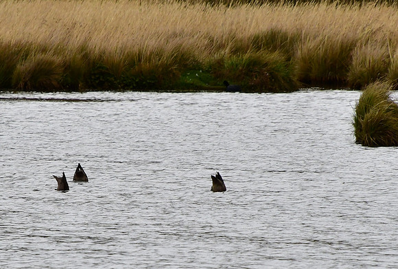 DSC_2995_01