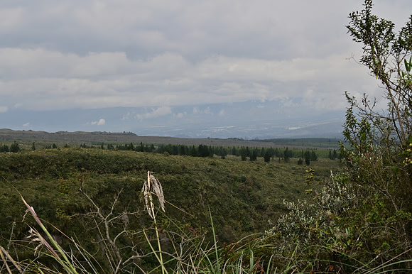 DSC_4590