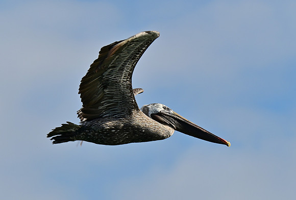 DSC_5491_01