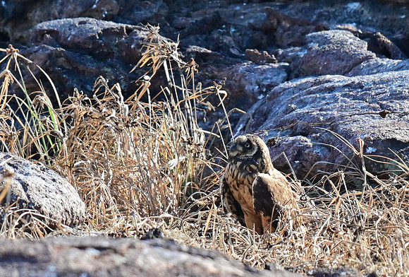 DSC_5671_01