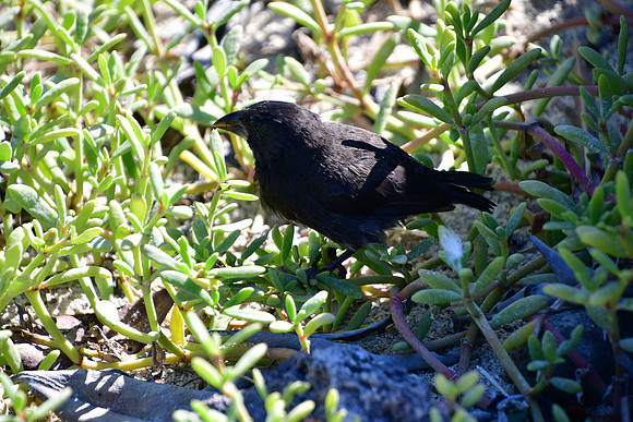 DSC_4286
