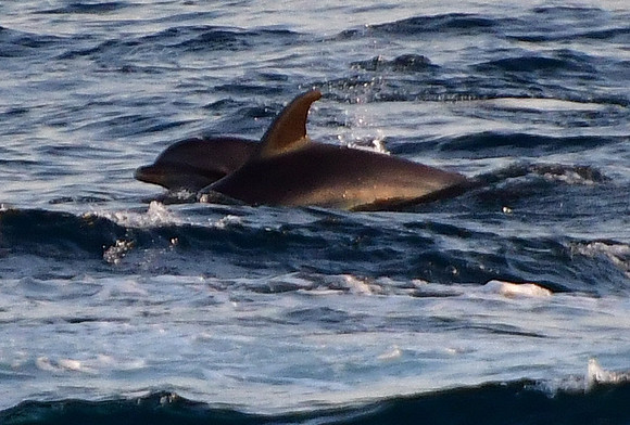 DSC_3746_01