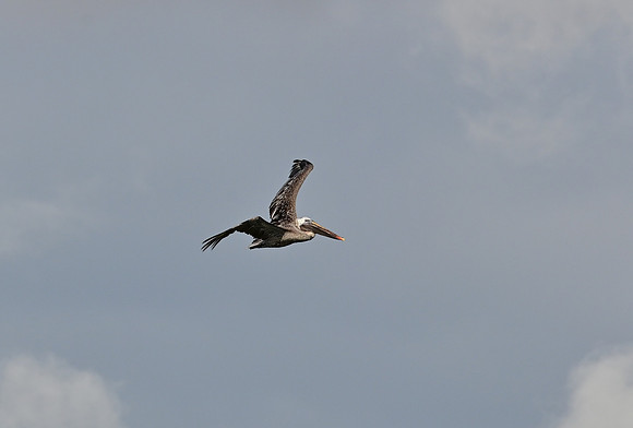 DSC_5487_01