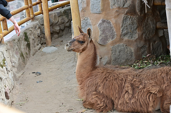 DSC_4557