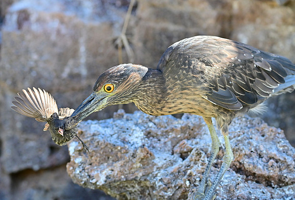 DSC_5767_01