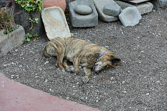 DSC_4575