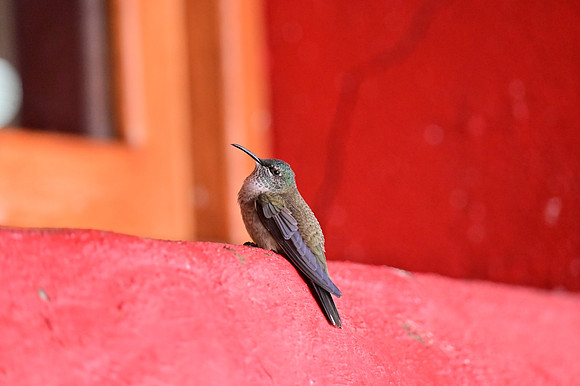 DSC_4751