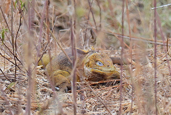 DSC_5300_01