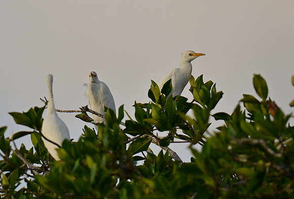 DSC_5567_01