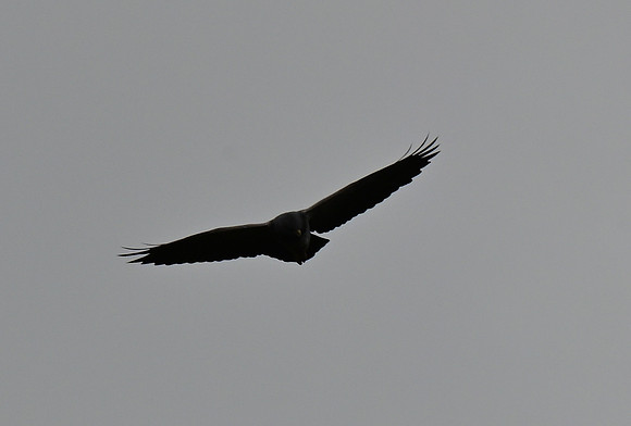 DSC_4614_02