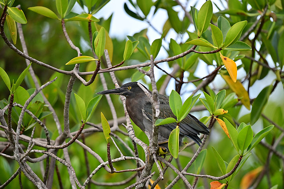 DSC_5530