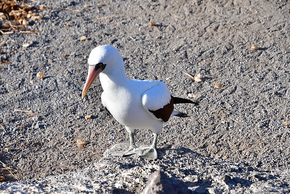DSC_4060