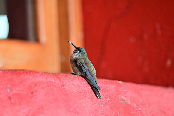 DSC_4749