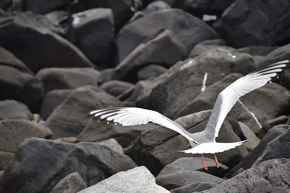 DSC_3435