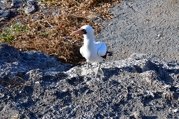 DSC_4062