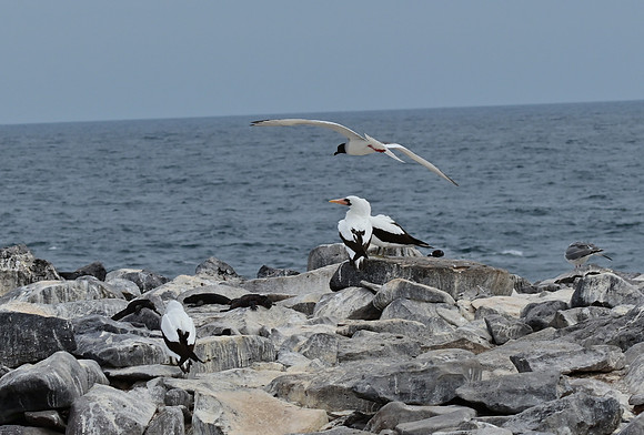 DSC_5006_01
