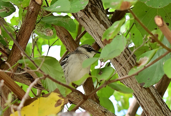 DSC_5420_01