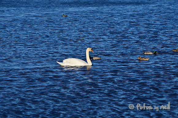 DSC_1923