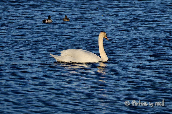 DSC_1922