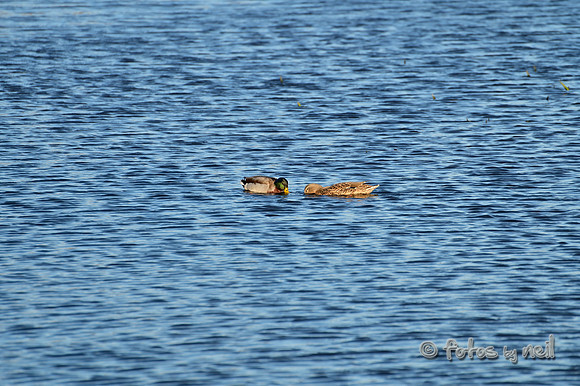 DSC_1921