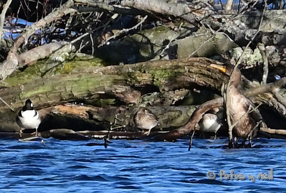 DSC_1838