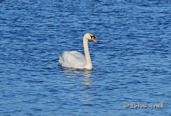 DSC_1826