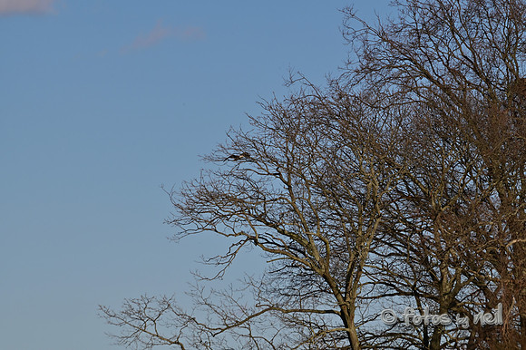 DSC_1878