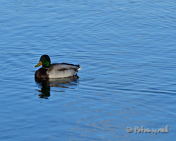 DSC_1818