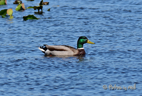 DSC_2245_01