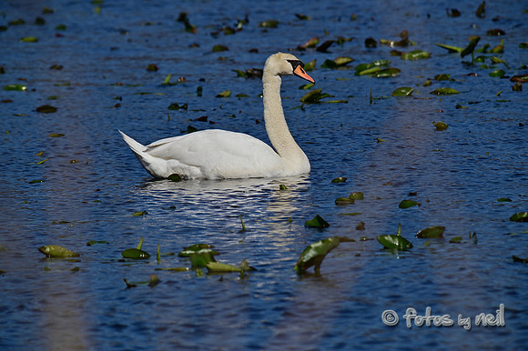 DSC_2244_01