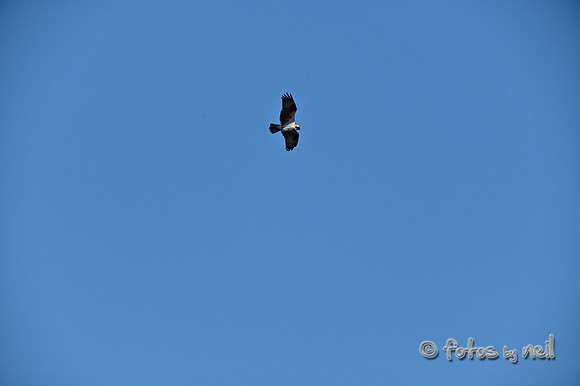 DSC_2206_01