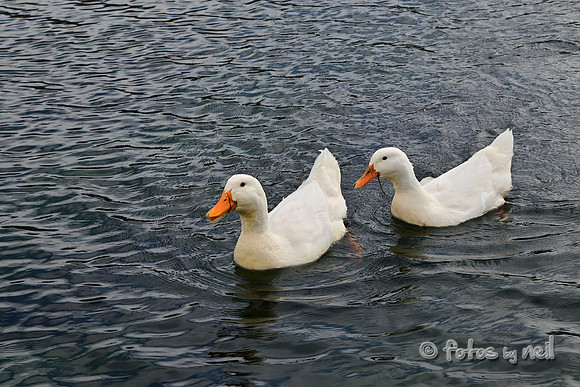 DSC_1429