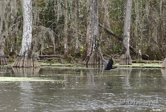 DSC_1433_01