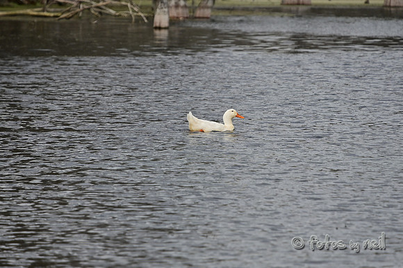 DSC_1395