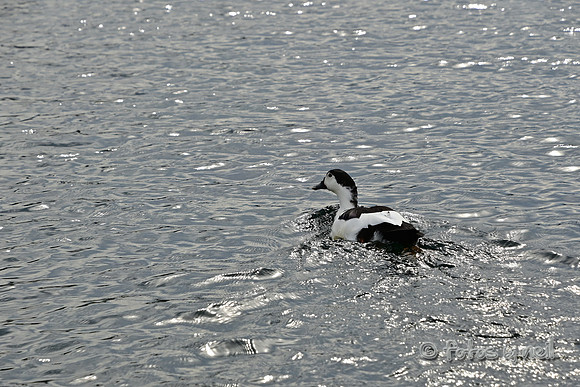 DSC_1421