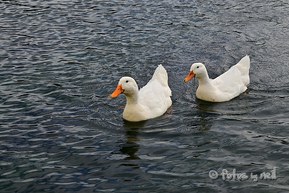 DSC_1427