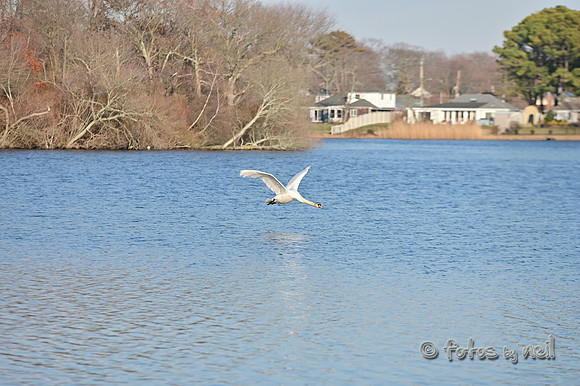 DSC_0967