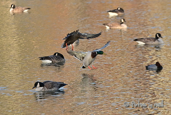 DSC_1142_01
