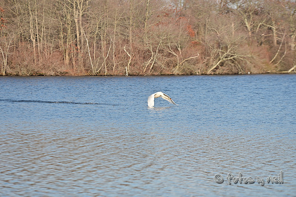 DSC_0963