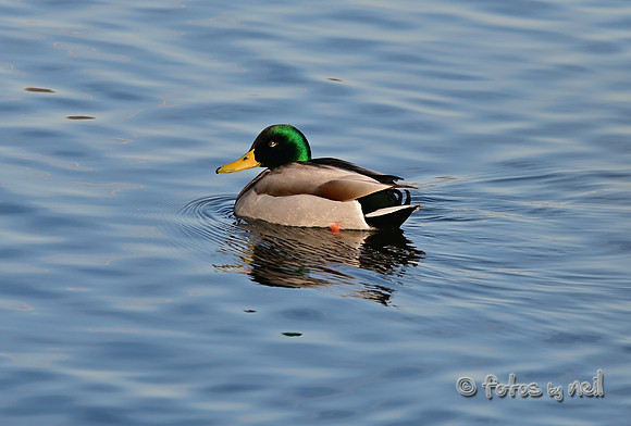 DSC_0974_01